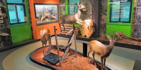 Haus der Natur Goldisthal