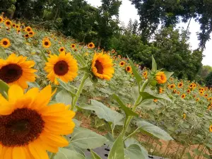 Sunshine Farm Philippines