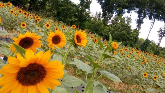 Sunshine Farm Philippines