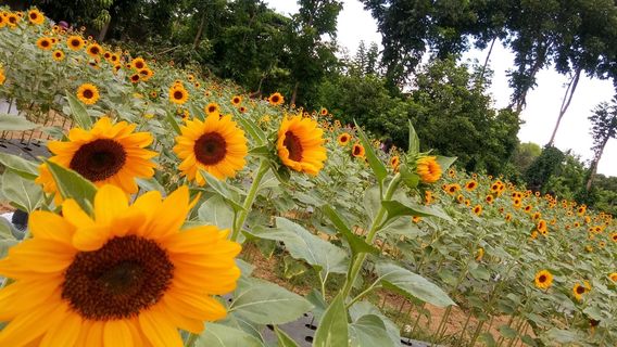 Sunshine Farm Philippines