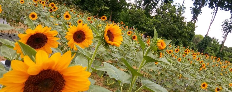Sunshine Farm Philippines