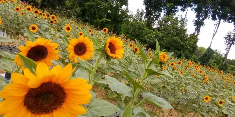 Sunshine Farm Philippines