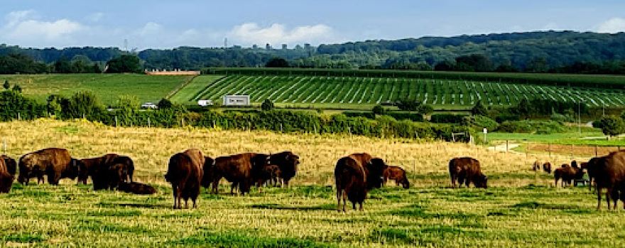 Parc à bisons