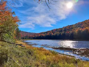 Moose River Plains Wild Forest