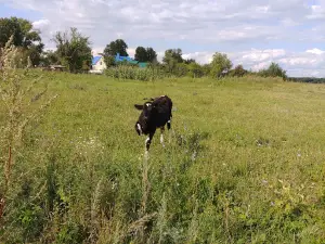 Voinskoye Zakhoroneniye Bratskaya Mogila