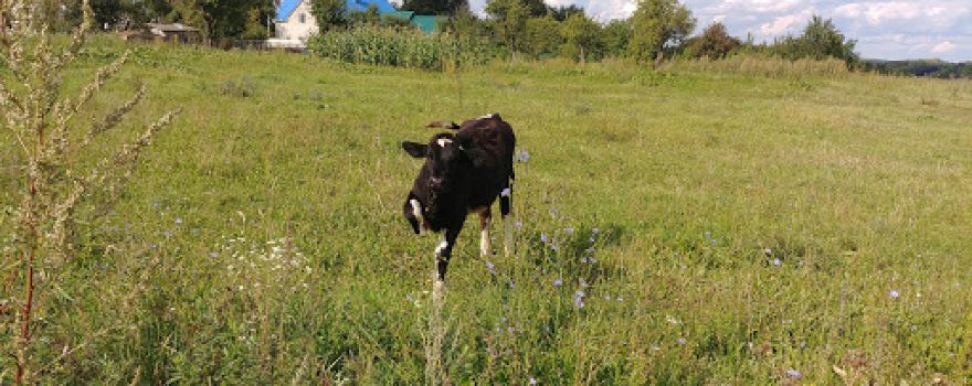 Voinskoye Zakhoroneniye Bratskaya Mogila