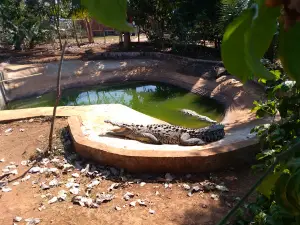 Cocodrilario Del Nayar