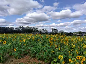 Oakes Farm