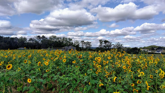 Oakes Farm