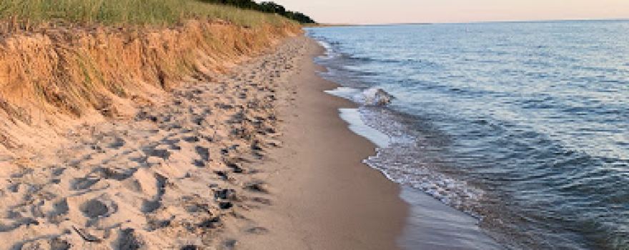 Olive Shores
