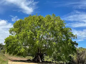 Cây thần linh (người Mạ)
