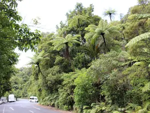 Kauri Walks