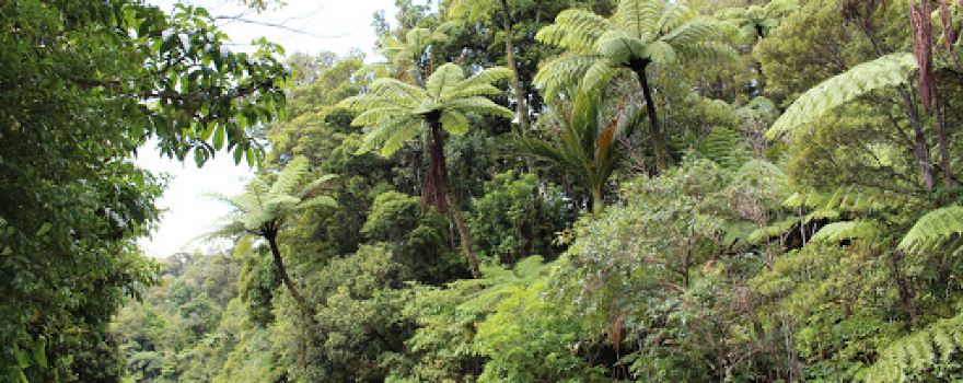 Kauri Walks