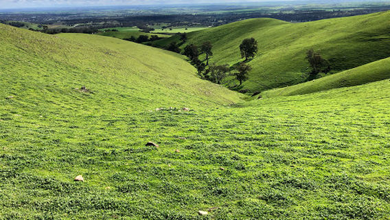 Lyndoch