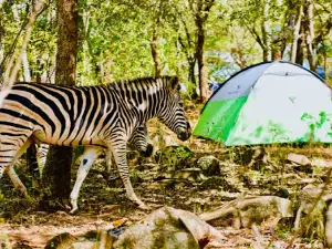 Miombo Park
