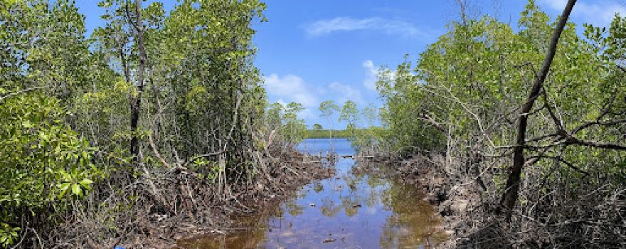 Nolhivaram Mangrove Area