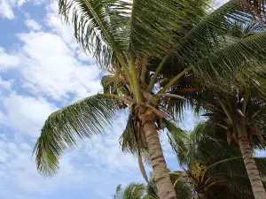 Mayaro Bay