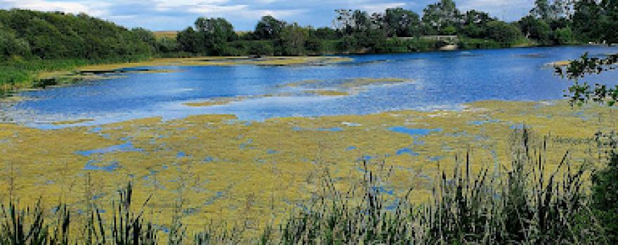 Cowpen Bewley Wildlife Lake