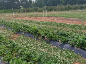 Callaham Orchard