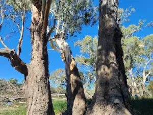 Hogwash Bend Conservation Park