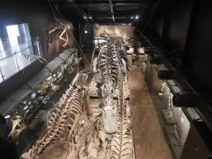 Mifune Dinosaur Museum