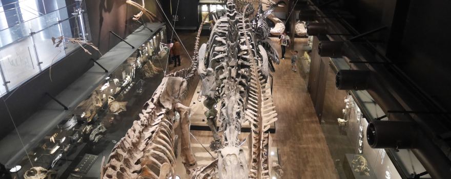 Mifune Dinosaur Museum
