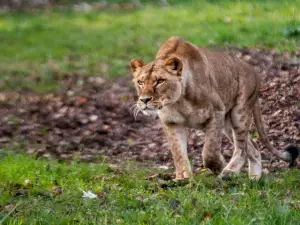 Parco Natura Viva