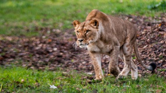 Parco Natura Viva