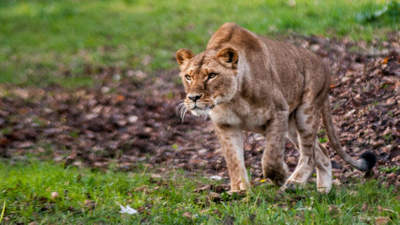 Parco Natura Viva