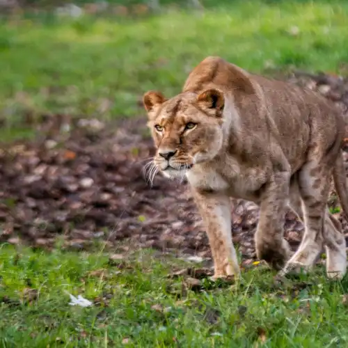 Parco Natura Viva