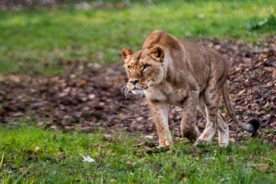 Parco Natura Viva