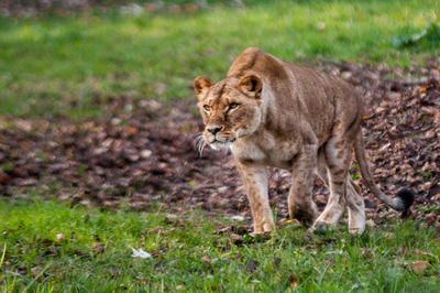 Parco Natura Viva