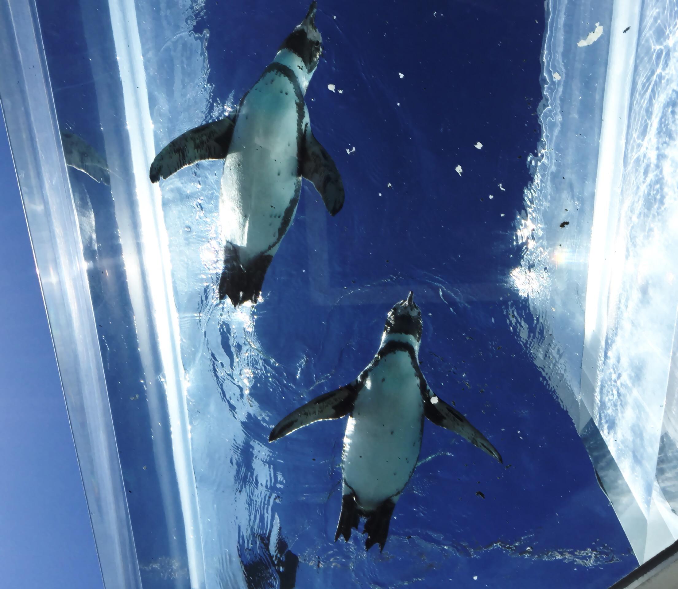 福井 越前松島水族館 入館Eチケット 予約