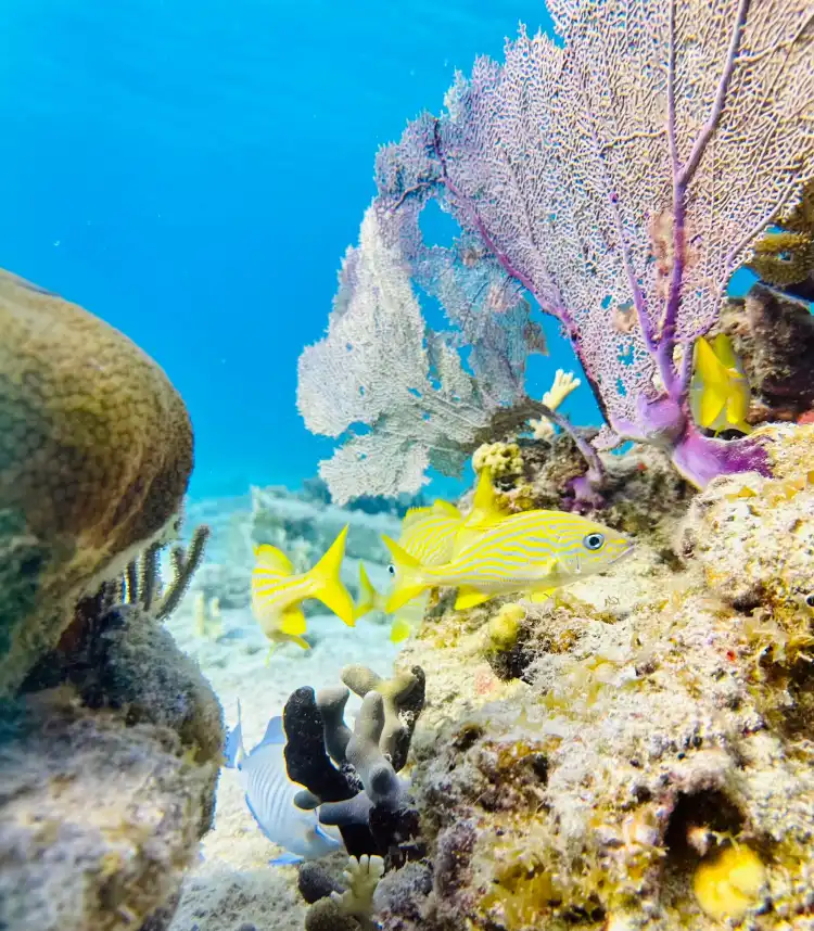 Hotels in Playa Sardinas I