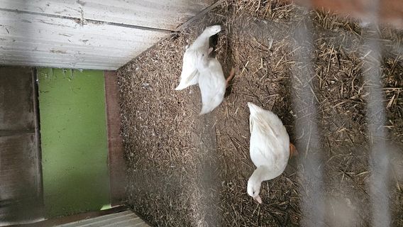 Red Mountain Open Farm