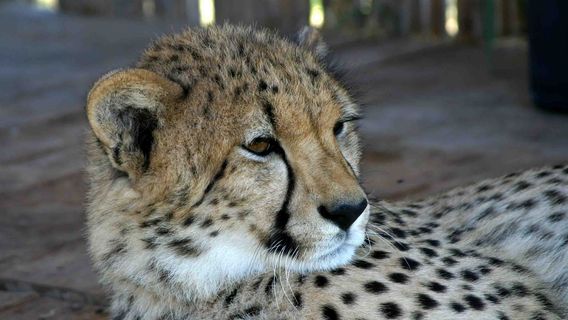 Cheetah Outreach - Somerset West