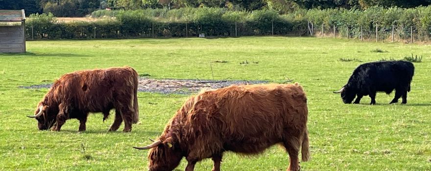 The Scottish Deer Centre