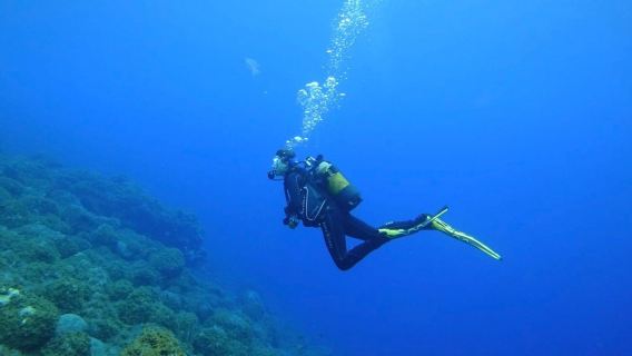The Green Shark