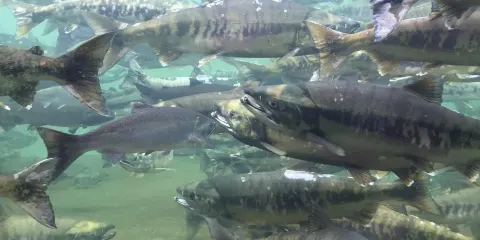 Puntledge River Hatchery