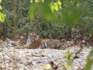 Parc national Jim Corbett