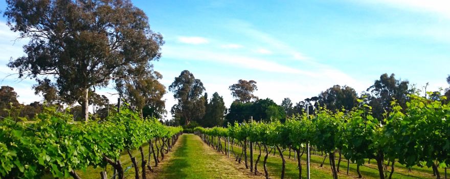 Murrumbateman Winery