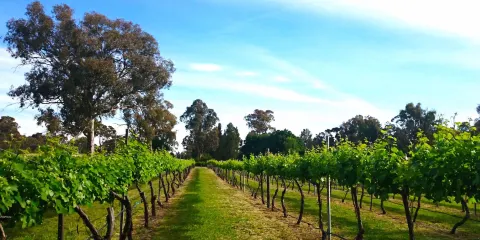 Murrumbateman Winery