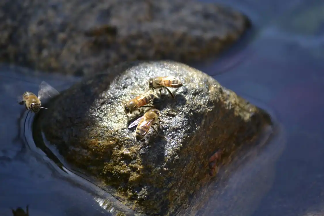 Hotels near Parry Sound and Area Community Apiary