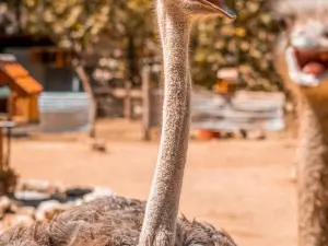 Animal City