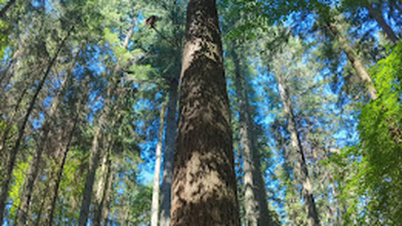 Albero più Alto d'Italia