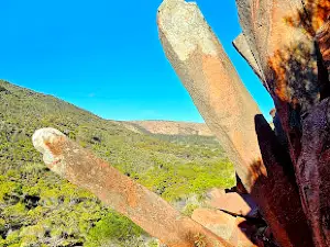 Organ Pipes