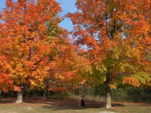 Allan Park Conservation Area