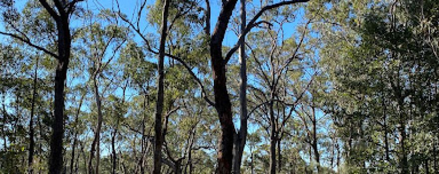 Tunnel Gully Reserve