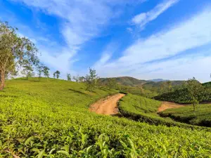 Vagamon Meadows