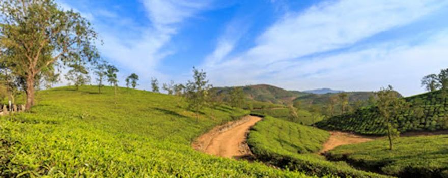 Vagamon Meadows